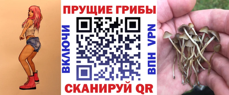 KRAKEN как войти  Суровикино  Галлюциногенные грибы Cubensis 
